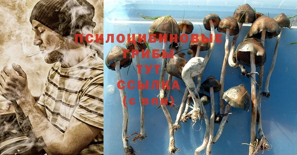 сатива Богородицк